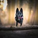 Woran erkenne ich einen seriösen Problemhundetrainer