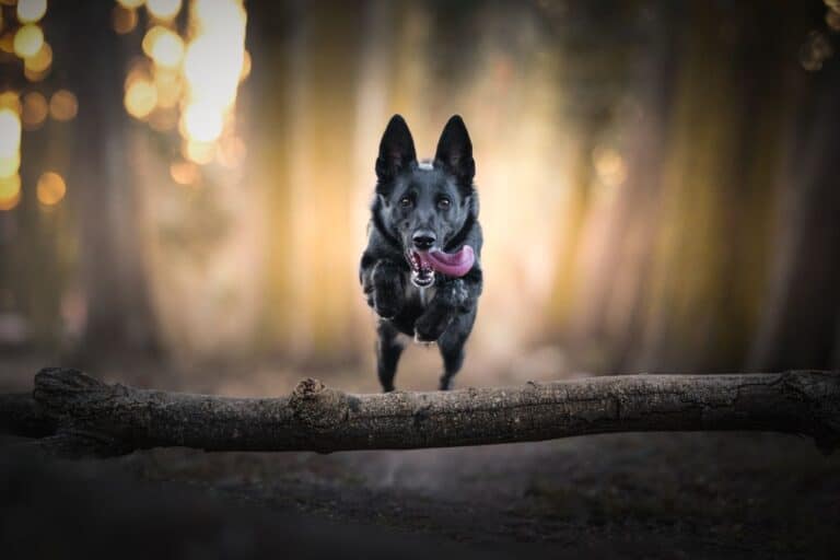Woran erkenne ich einen seriösen Problemhundetrainer