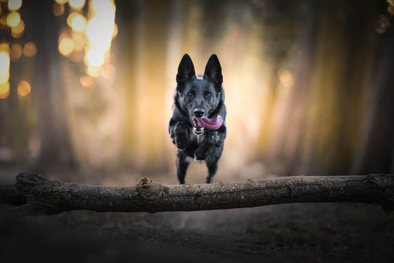 Woran erkenne ich einen seriösen Problemhundetrainer